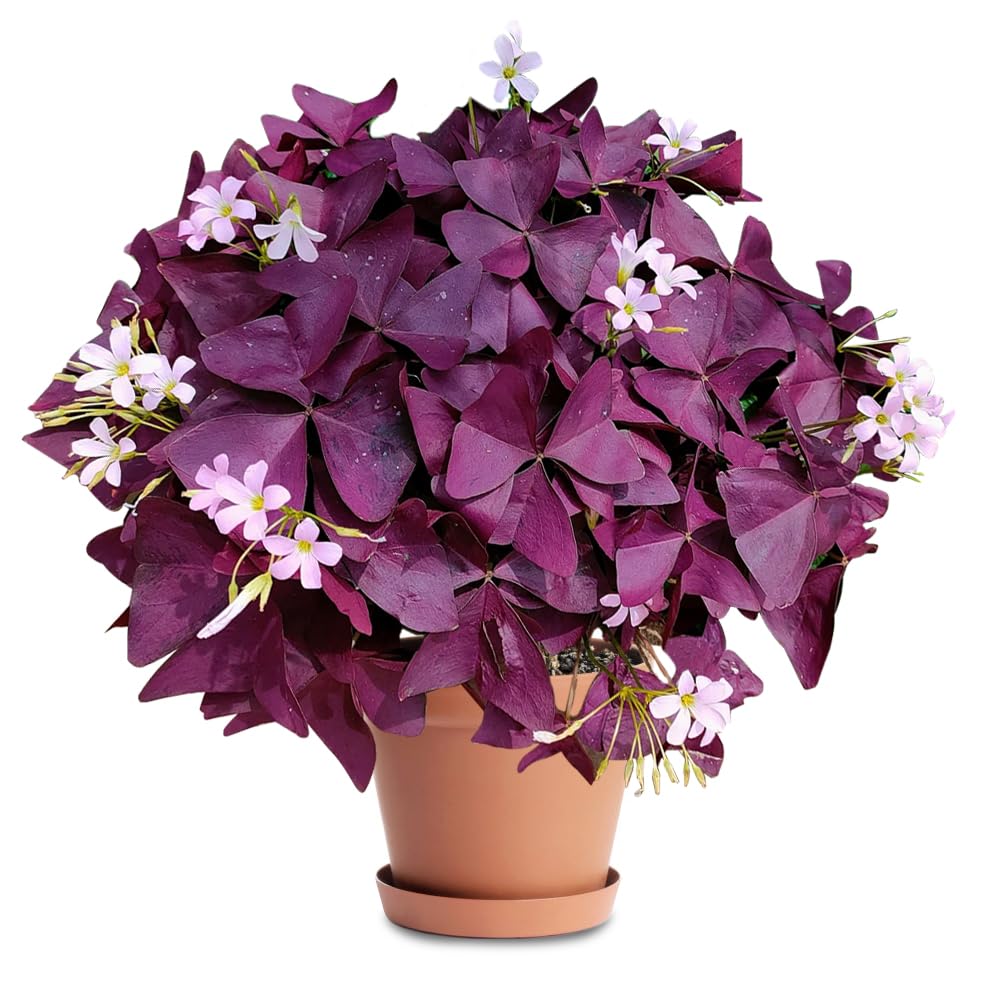 20PCS Purple Shamrocks Bulbs Good Luck Plant Oxalis Bulbs for Planting Indoor or Outdoor Oxalis Triangularis Bulb