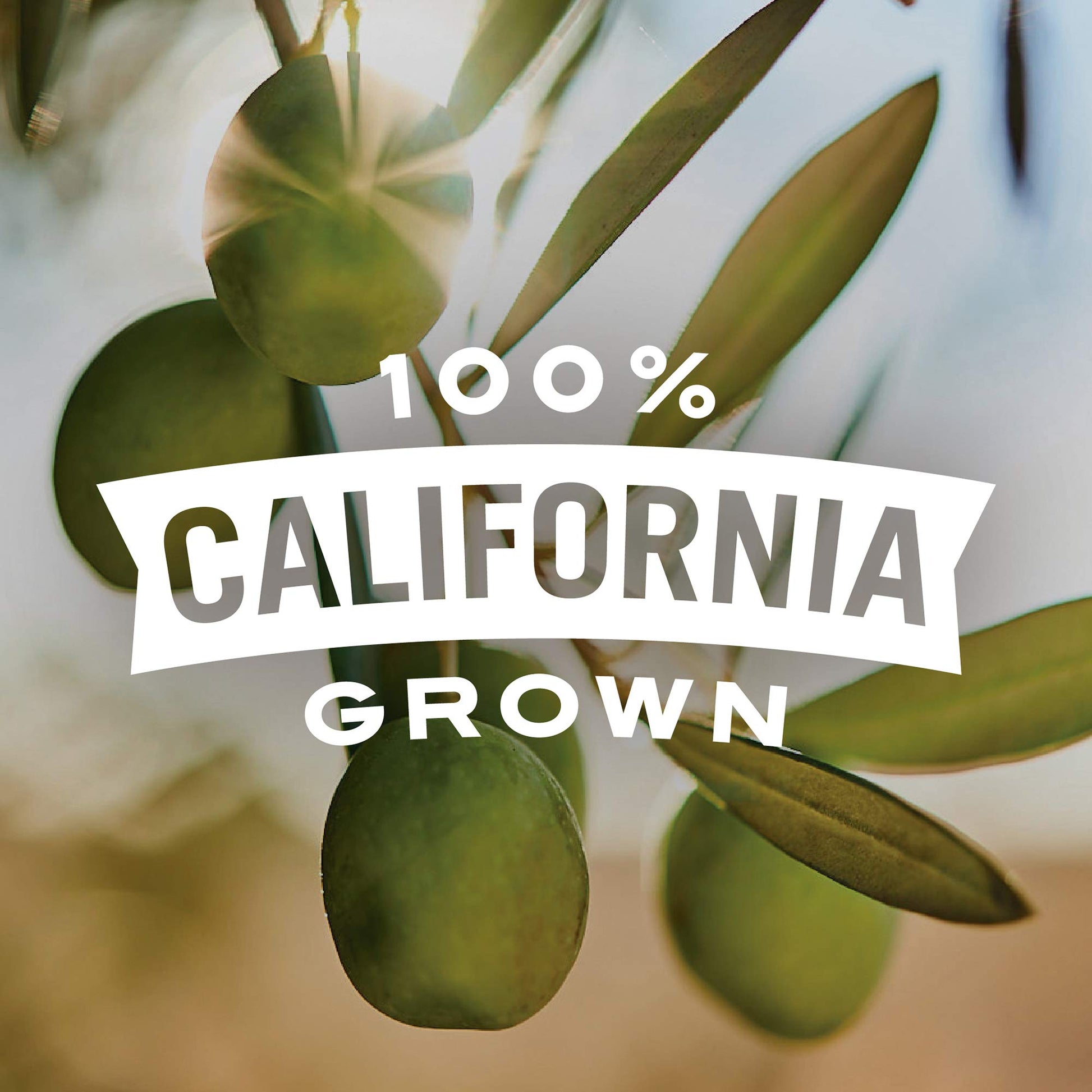 Early California Extra Large Ripe Pitted Olives, Pack of 8, 6 oz Cans